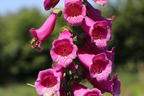 Fingerhut 'Castor Rose' - Digitalis purpurea 'Castor Rose'