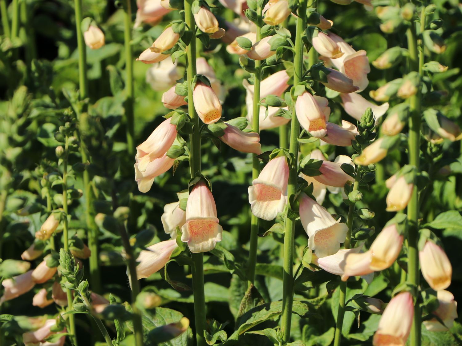 Fingerhut 'Dalmatian Peach' - Digitalis purpurea 'Dalmatian Peach'