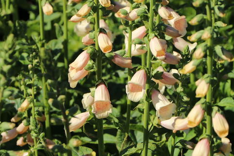 Fingerhut 'Dalmatian Peach' - Digitalis purpurea 'Dalmatian Peach'