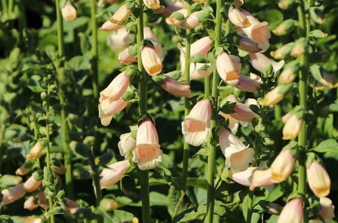 Fingerhut 'Dalmatian Peach' - Digitalis purpurea 'Dalmatian Peach'