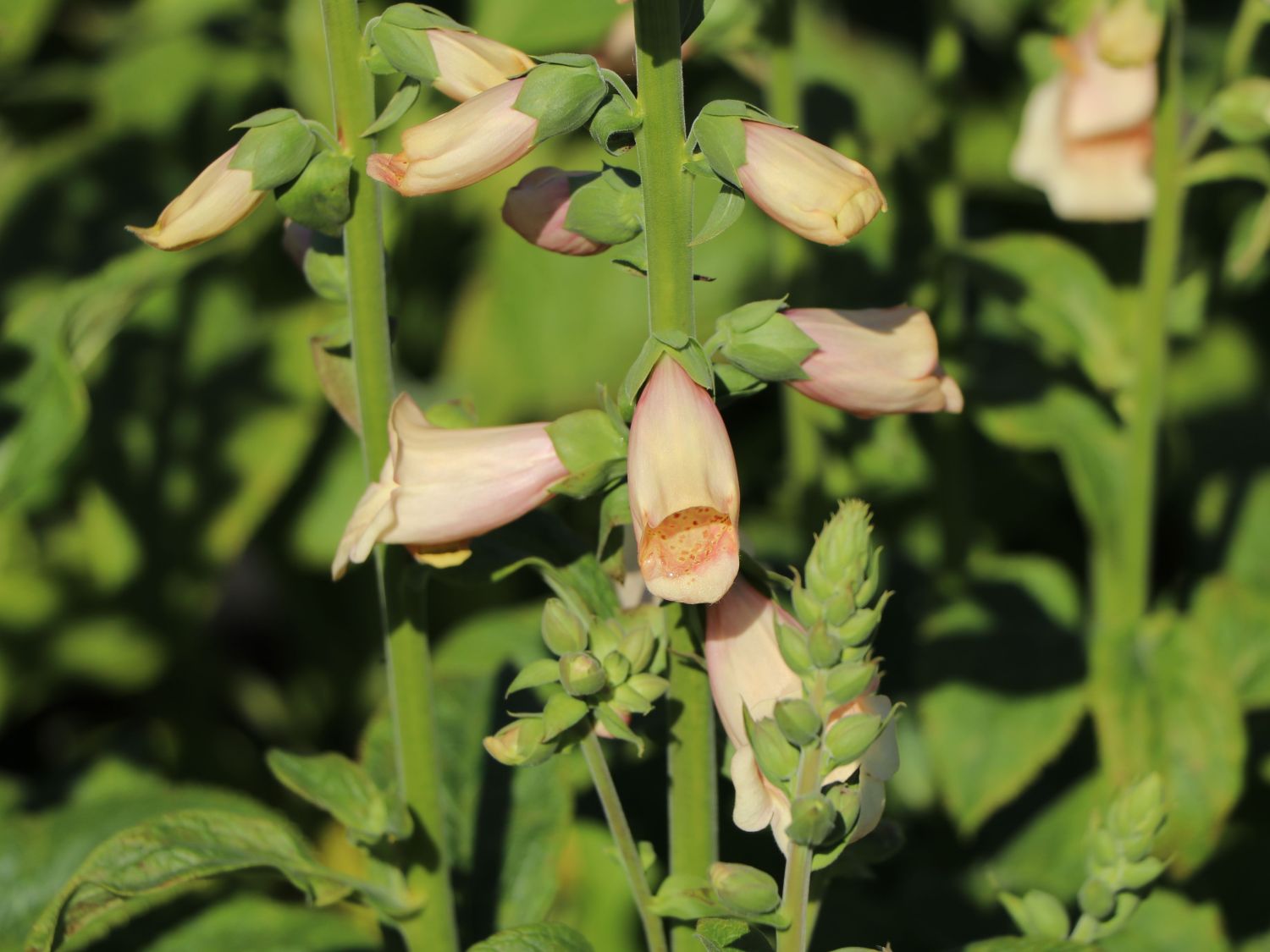 Fingerhut 'Dalmatian Peach' - Digitalis purpurea 'Dalmatian Peach'