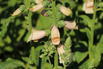 Fingerhut 'Dalmatian Peach' - Digitalis purpurea 'Dalmatian Peach'