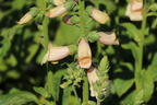 Fingerhut 'Dalmatian Peach' - Digitalis purpurea 'Dalmatian Peach'