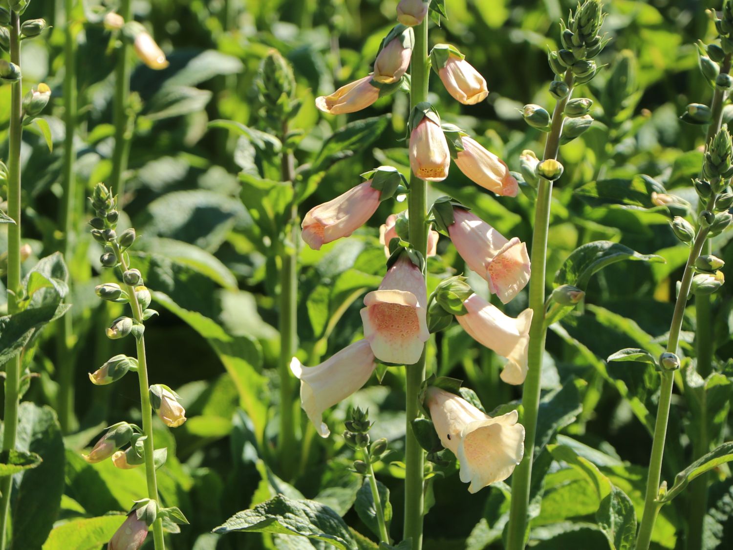 Fingerhut 'Dalmatian Peach' - Digitalis purpurea 'Dalmatian Peach'