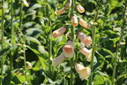 Fingerhut 'Dalmatian Peach' - Digitalis purpurea 'Dalmatian Peach'