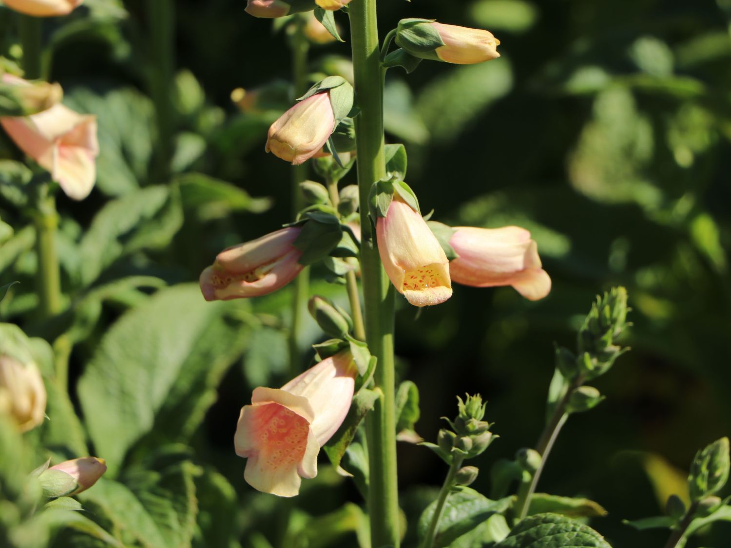 Fingerhut 'Dalmatian Peach' - Digitalis purpurea 'Dalmatian Peach'