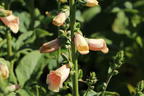 Fingerhut 'Dalmatian Peach' - Digitalis purpurea 'Dalmatian Peach'