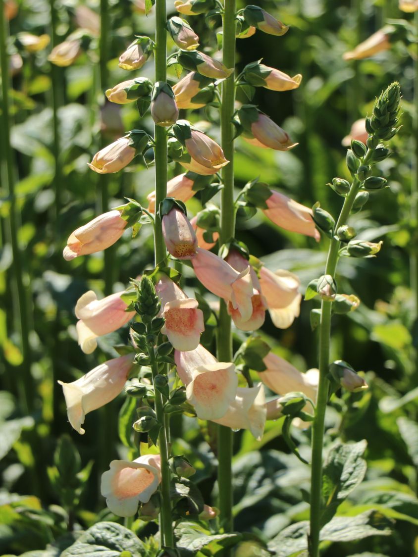 Fingerhut 'Dalmatian Peach' - Digitalis purpurea 'Dalmatian Peach'