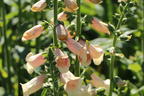 Fingerhut 'Dalmatian Peach' - Digitalis purpurea 'Dalmatian Peach'