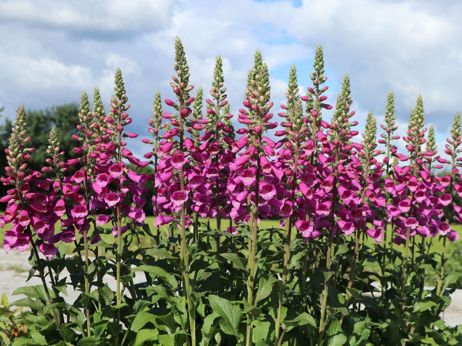 Fingerhut 'Dalmatian Purple' - Digitalis purpurea 'Dalmatian Purple'