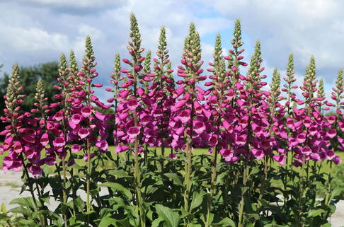 Fingerhut 'Dalmatian Purple' - Digitalis purpurea 'Dalmatian Purple'