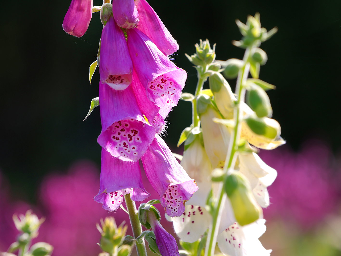 Fingerhut 'Excelsior Hybrids' - Digitalis purpurea 'Excelsior Hybrids'