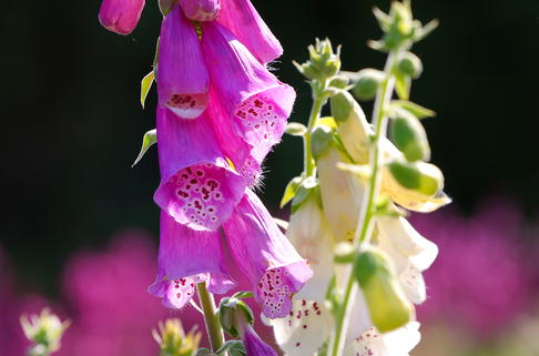 Fingerhut 'Excelsior Hybrids' - Digitalis purpurea 'Excelsior Hybrids'