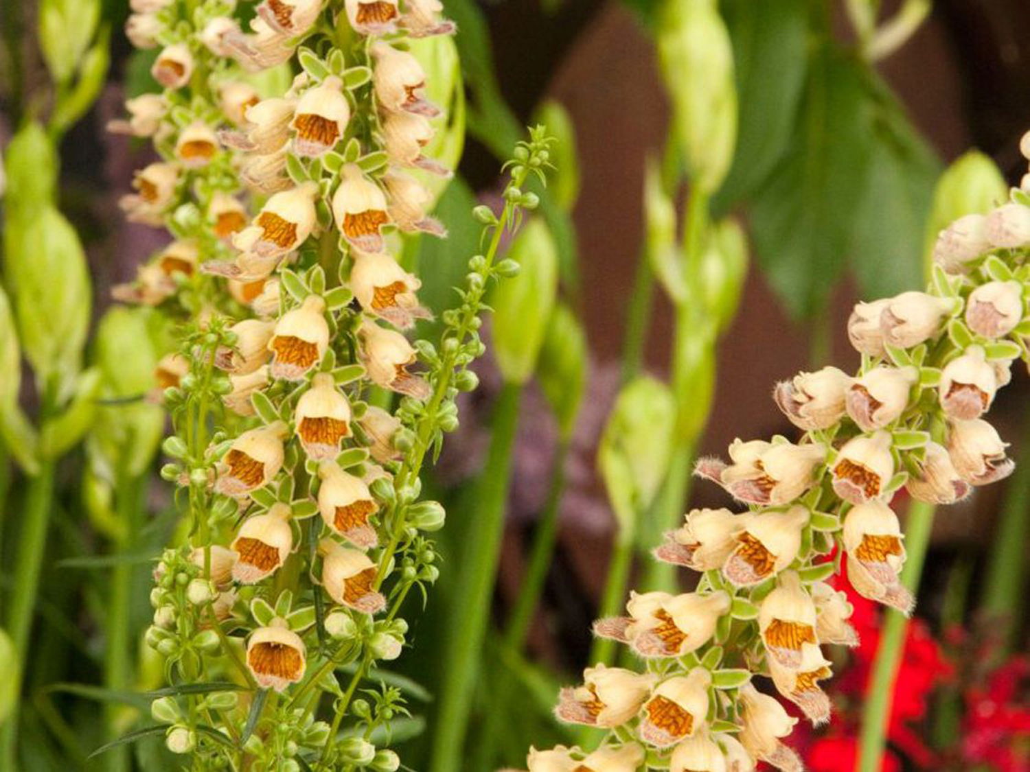 Fingerhut 'Gelber Herold'