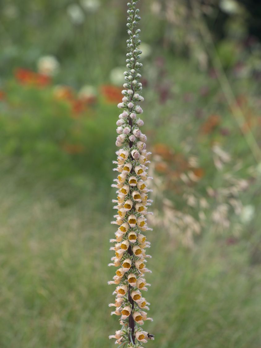 Gelber Fingerhut 'Gigantea'