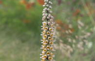 Gelber Fingerhut 'Gigantea'