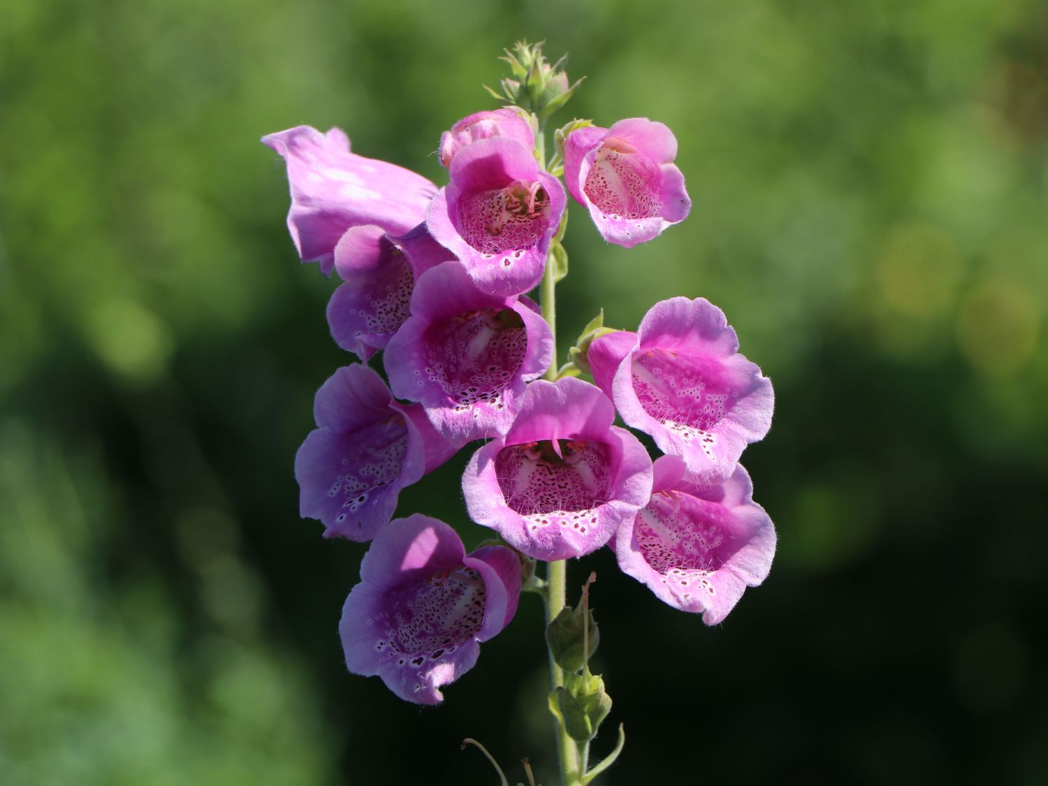 Fingerhut 'Gloxiniaeflora'