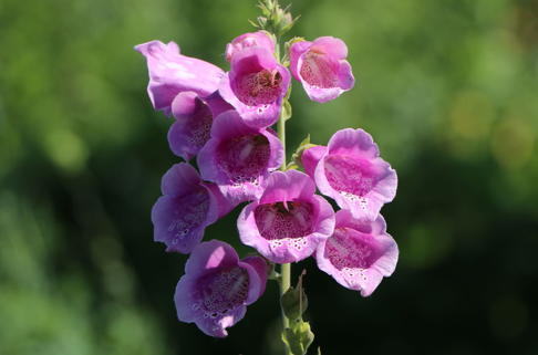 Fingerhut 'Gloxiniaeflora' - Digitalis purpurea 'Gloxiniaeflora'
