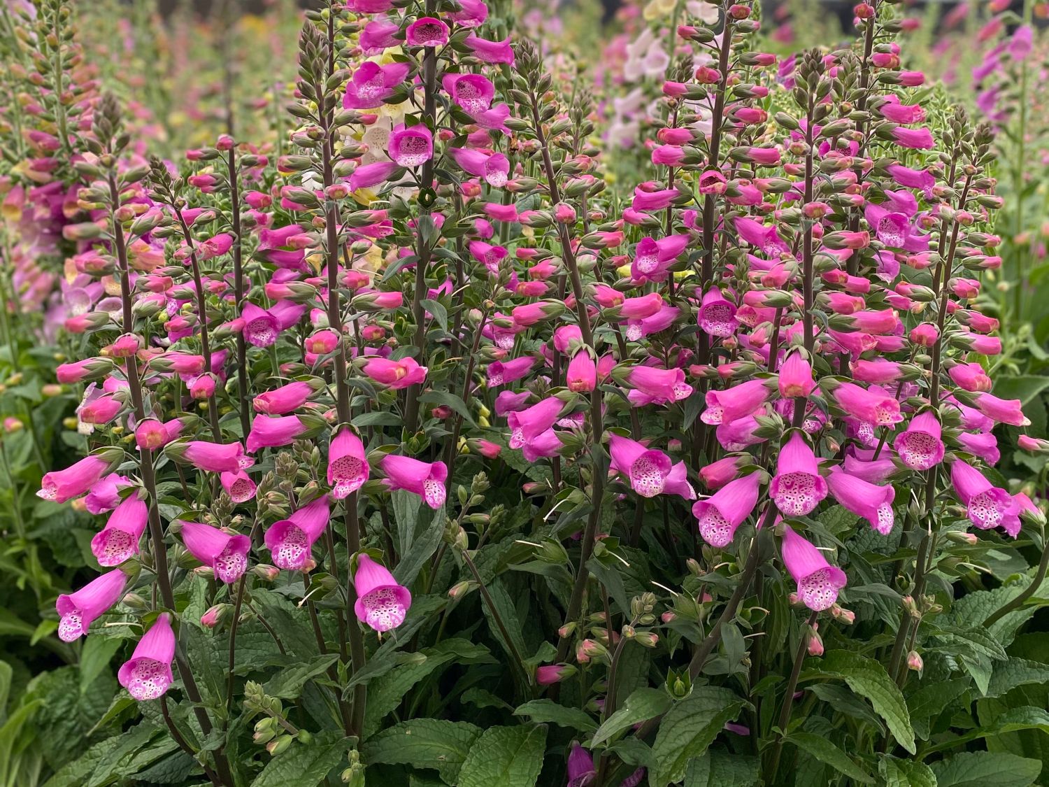 Fingerhut 'Lucas Pink'