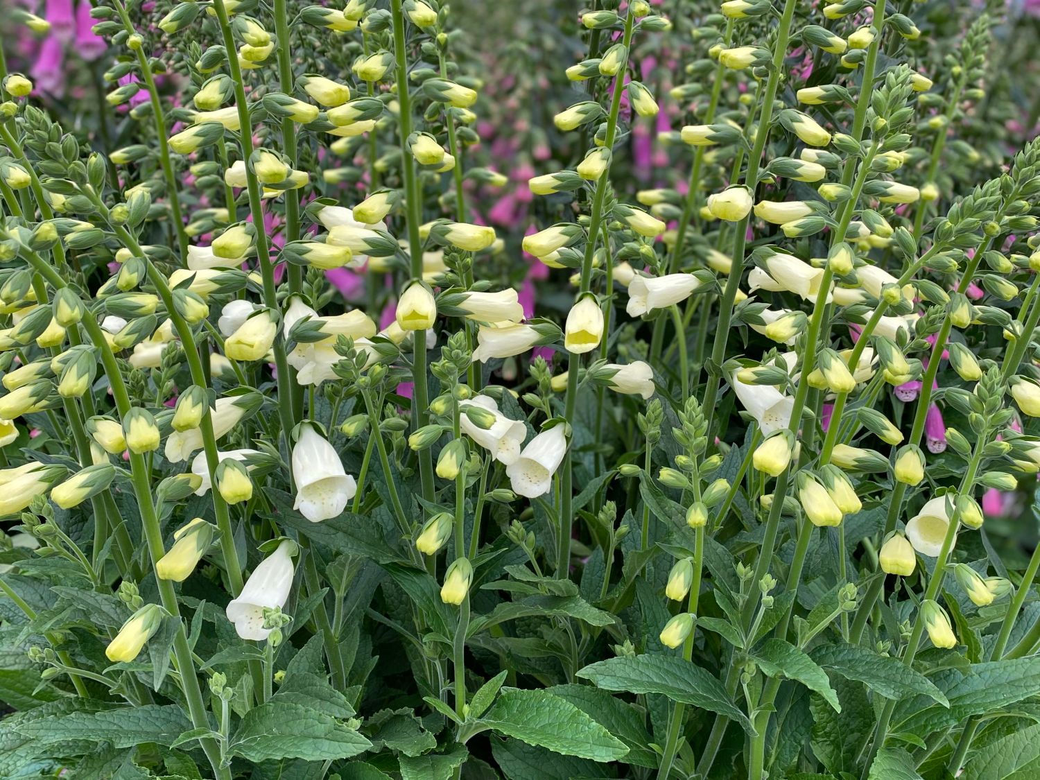 Fingerhut 'Lucas White'