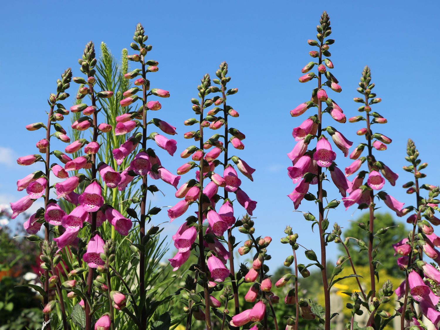 Fingerhut 'Pink Panther'