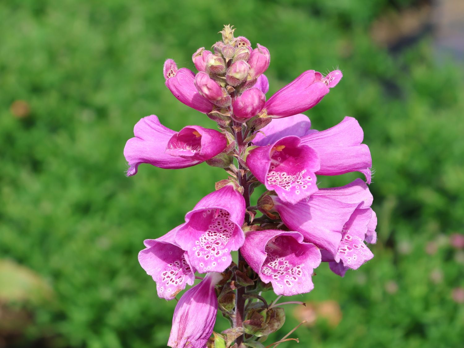 Fingerhut 'Pollux Purple'