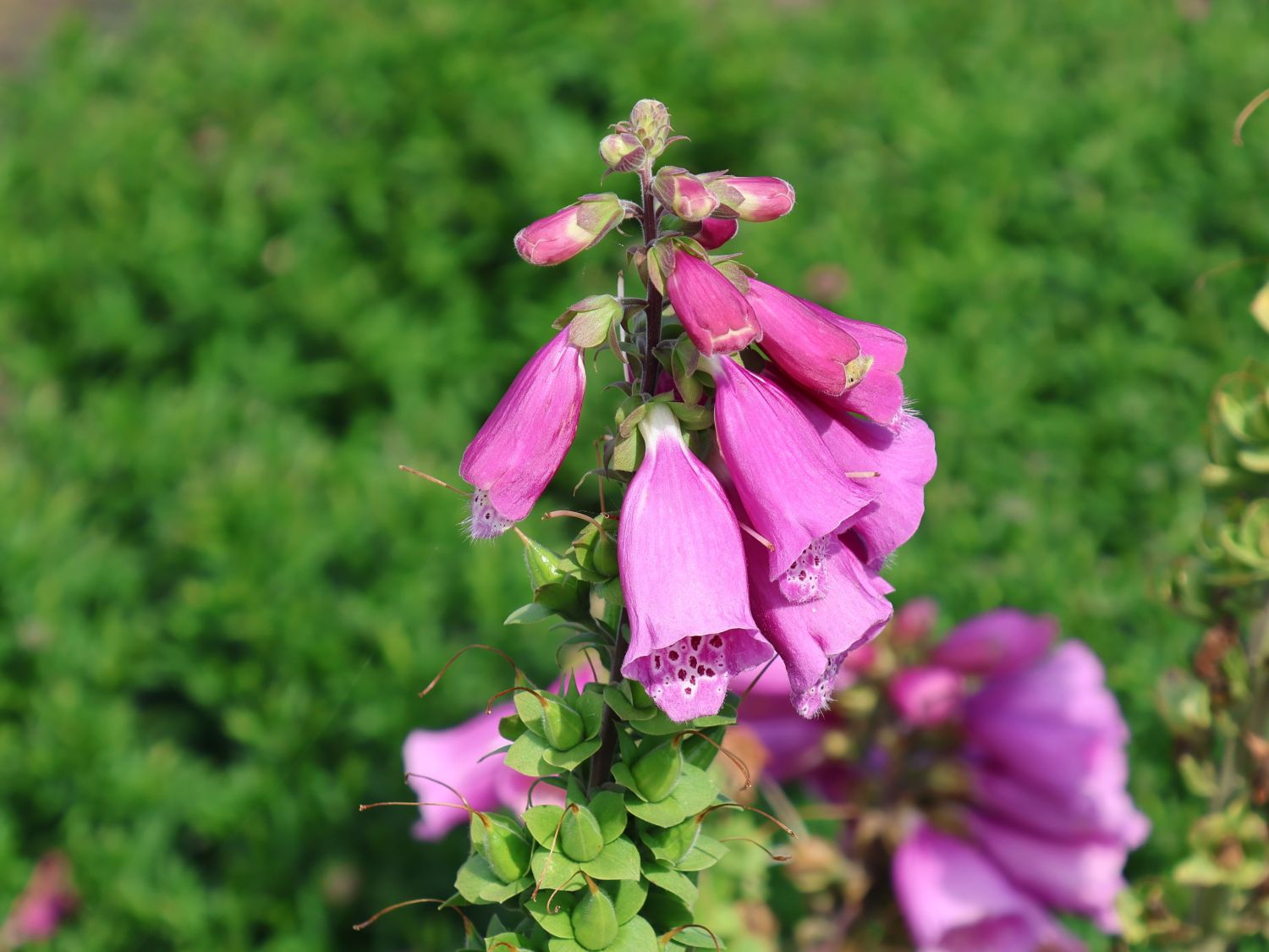 Fingerhut 'Pollux Purple' - Digitalis purpurea 'Pollux Purple'