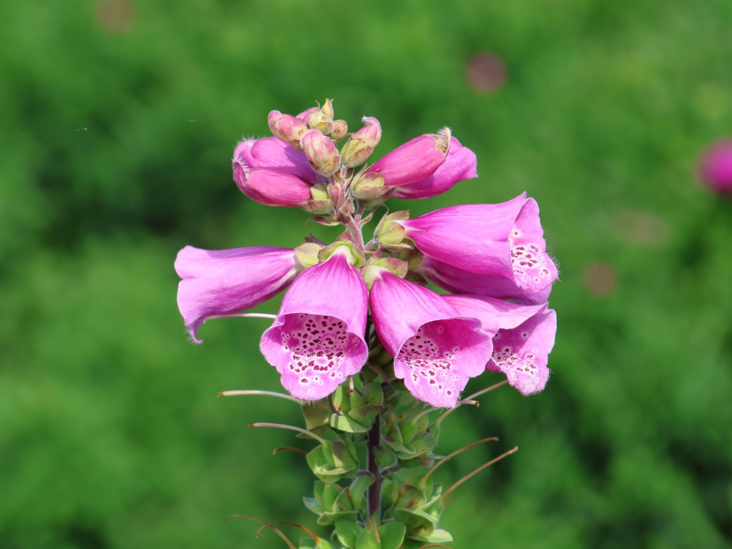 Fingerhut 'Pollux Purple' - Digitalis purpurea 'Pollux Purple'