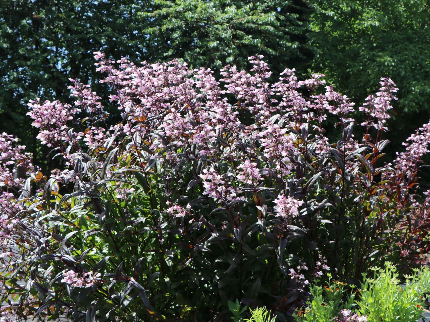 Fingerhutförmiger Bartfaden 'Dark Towers'