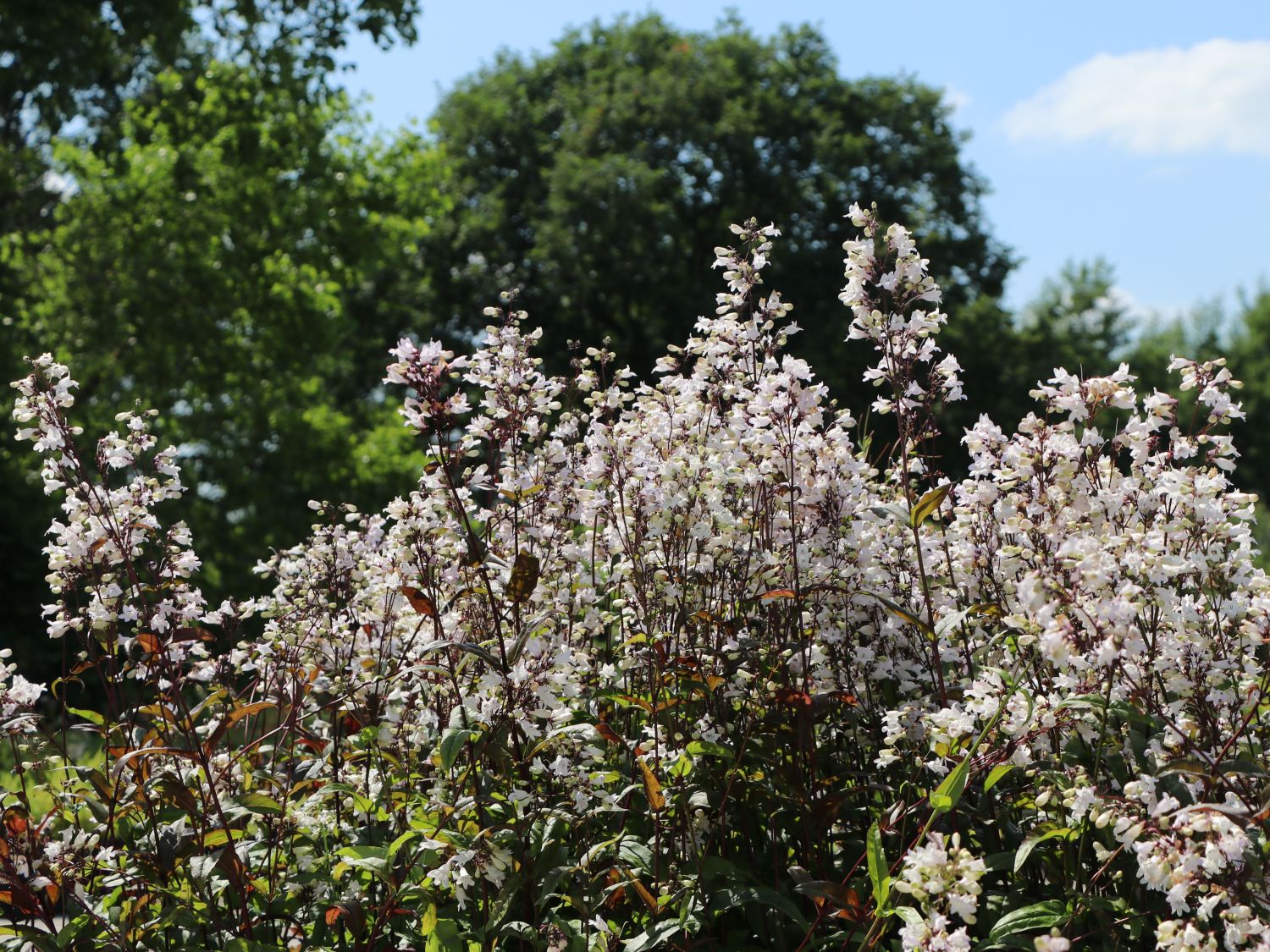 Fingerhutförmiger Bartfaden 'Husker's Red' - Penstemon digitalis 'Husker's Red'