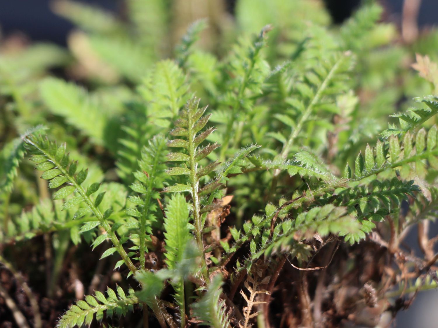 Fingerkraut Fiederteppich