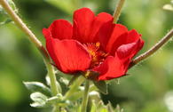 Fingerkraut 'Gibson's Scarlet'