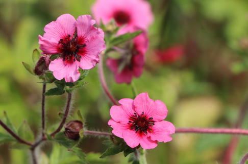 Fingerkraut 'Miss Willmott' - Potentilla nepalensis 'Miss Willmott'