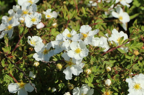 Fingerstrauch 'Abbotswood' - Potentilla fruticosa 'Abbotswood'
