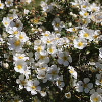 Fingerstrauch 'Abbotswood' - Potentilla fruticosa 'Abbotswood'