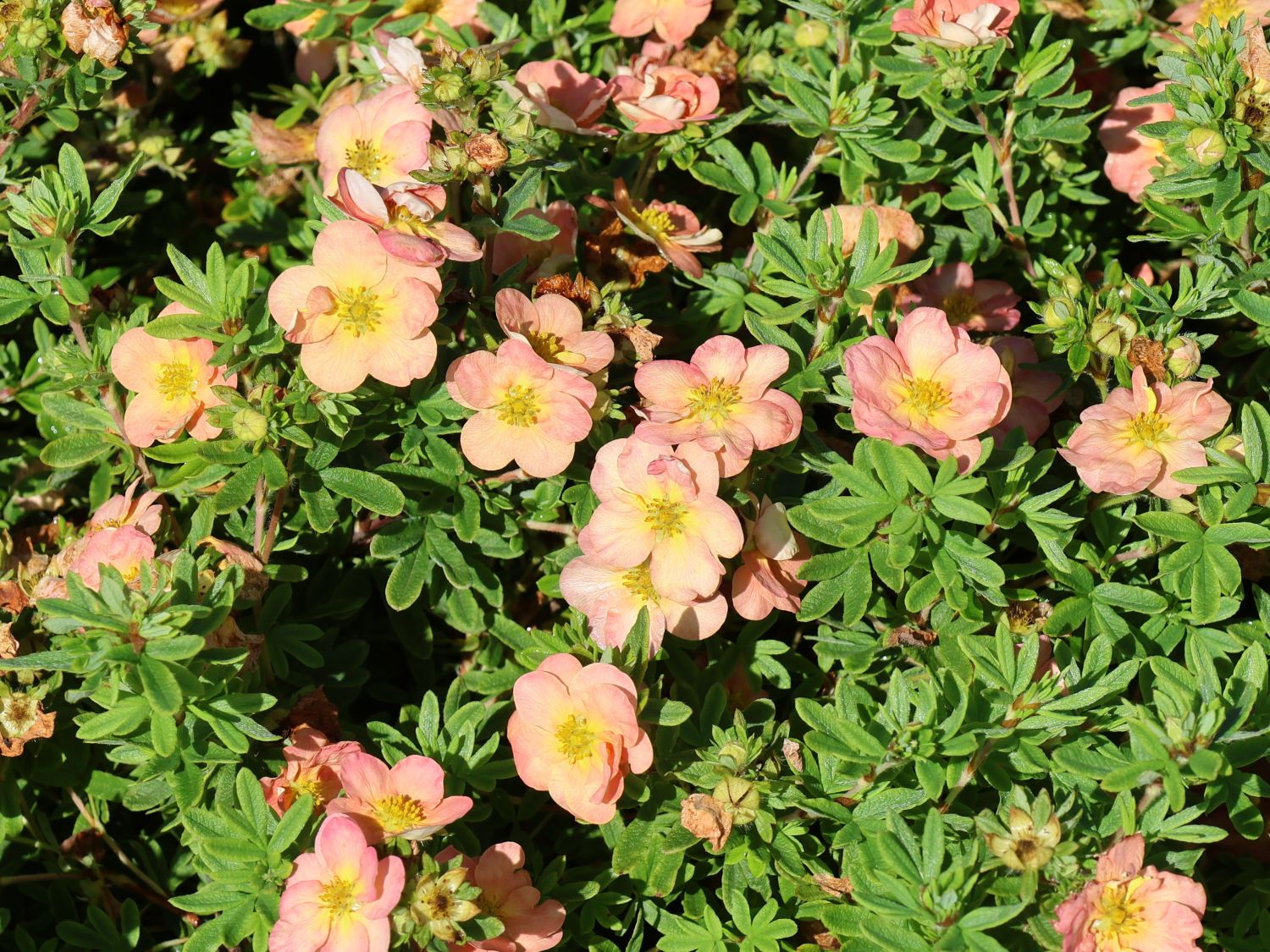 Fingerstrauch 'Bella Apple'