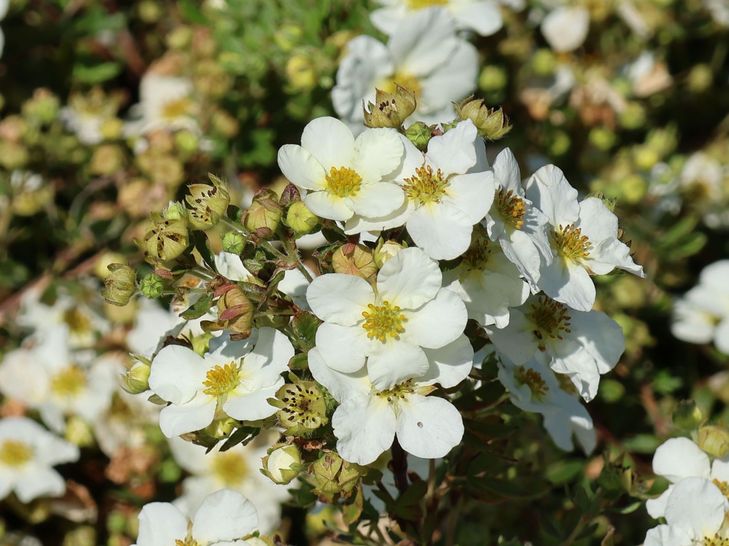 Fingerstrauch 'Bella Bianca'