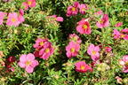 Fingerstrauch 'Bellissima' ® - Potentilla fruticosa 'Bellissima' ®