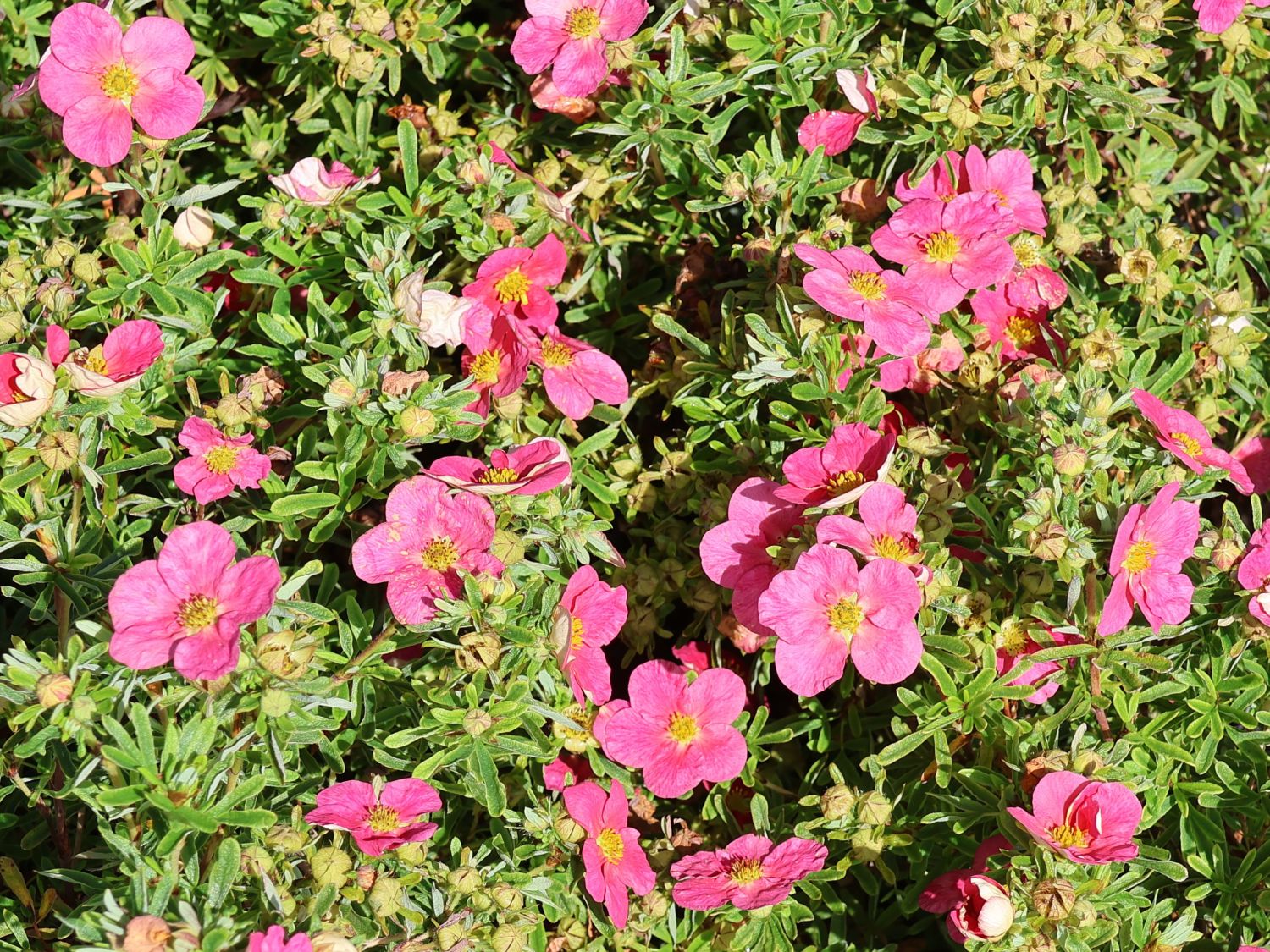 Fingerstrauch 'Bellissima' ® - Potentilla fruticosa 'Bellissima' ®