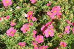 Fingerstrauch 'Bellissima' ® - Potentilla fruticosa 'Bellissima' ®