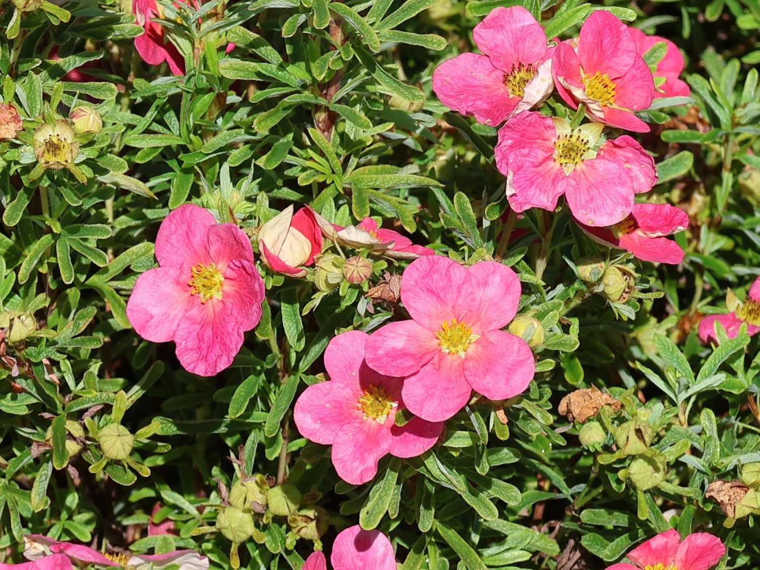 Fingerstrauch 'Bellissima' ® - Potentilla fruticosa 'Bellissima' ®