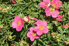Fingerstrauch 'Bellissima' ® - Potentilla fruticosa 'Bellissima' ®