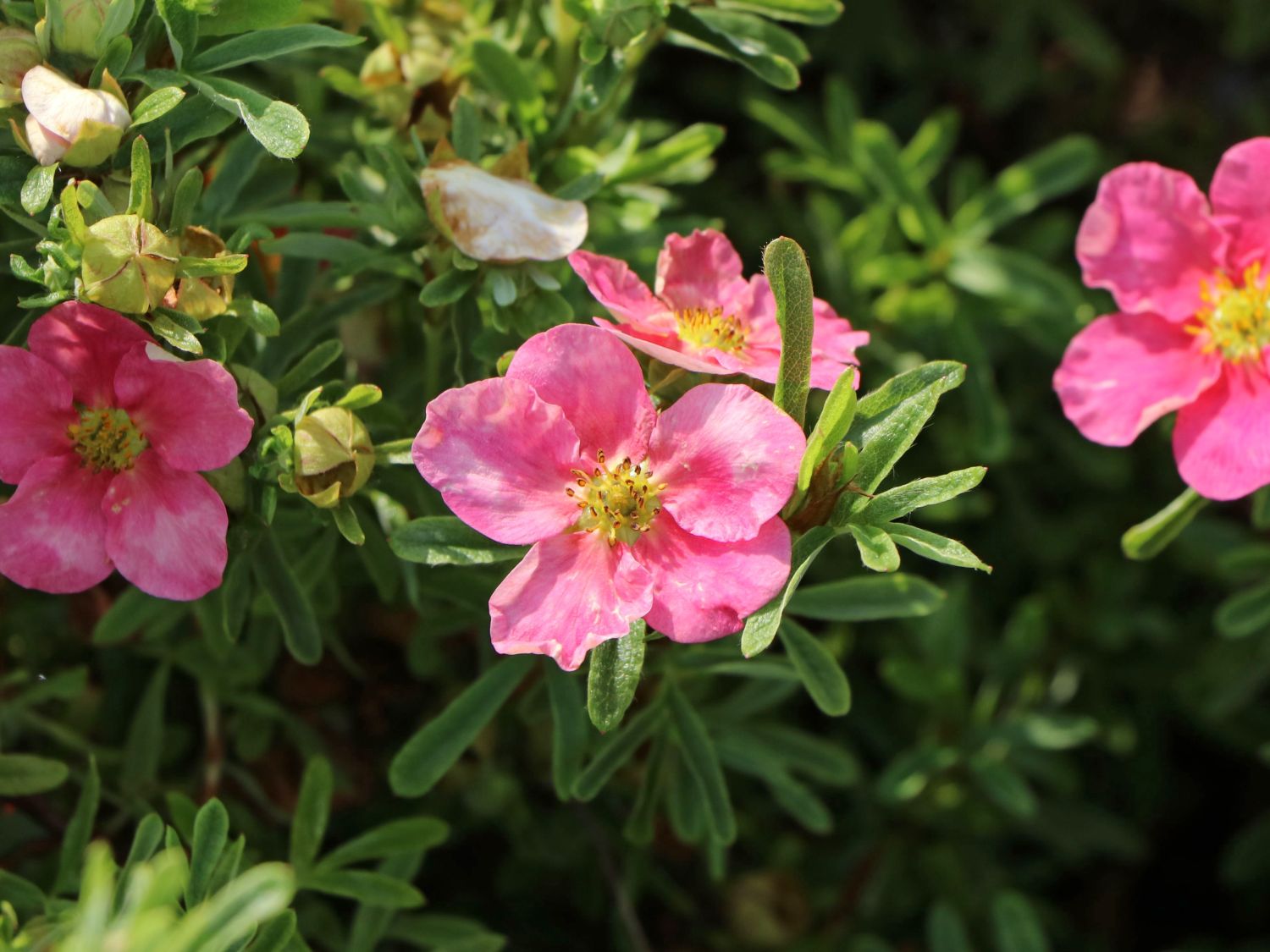 Fingerstrauch 'Bellissima' ®