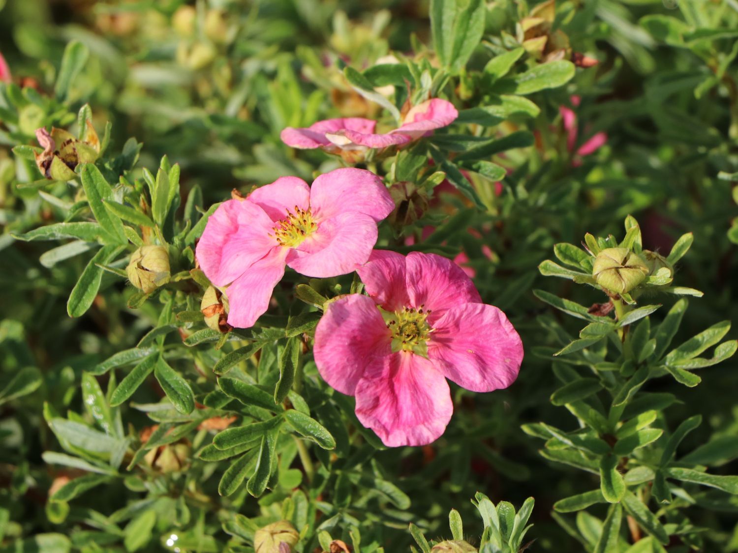 Fingerstrauch 'Bellissima' ® - Potentilla fruticosa 'Bellissima' ®