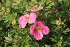 Fingerstrauch 'Bellissima' ® - Potentilla fruticosa 'Bellissima' ®