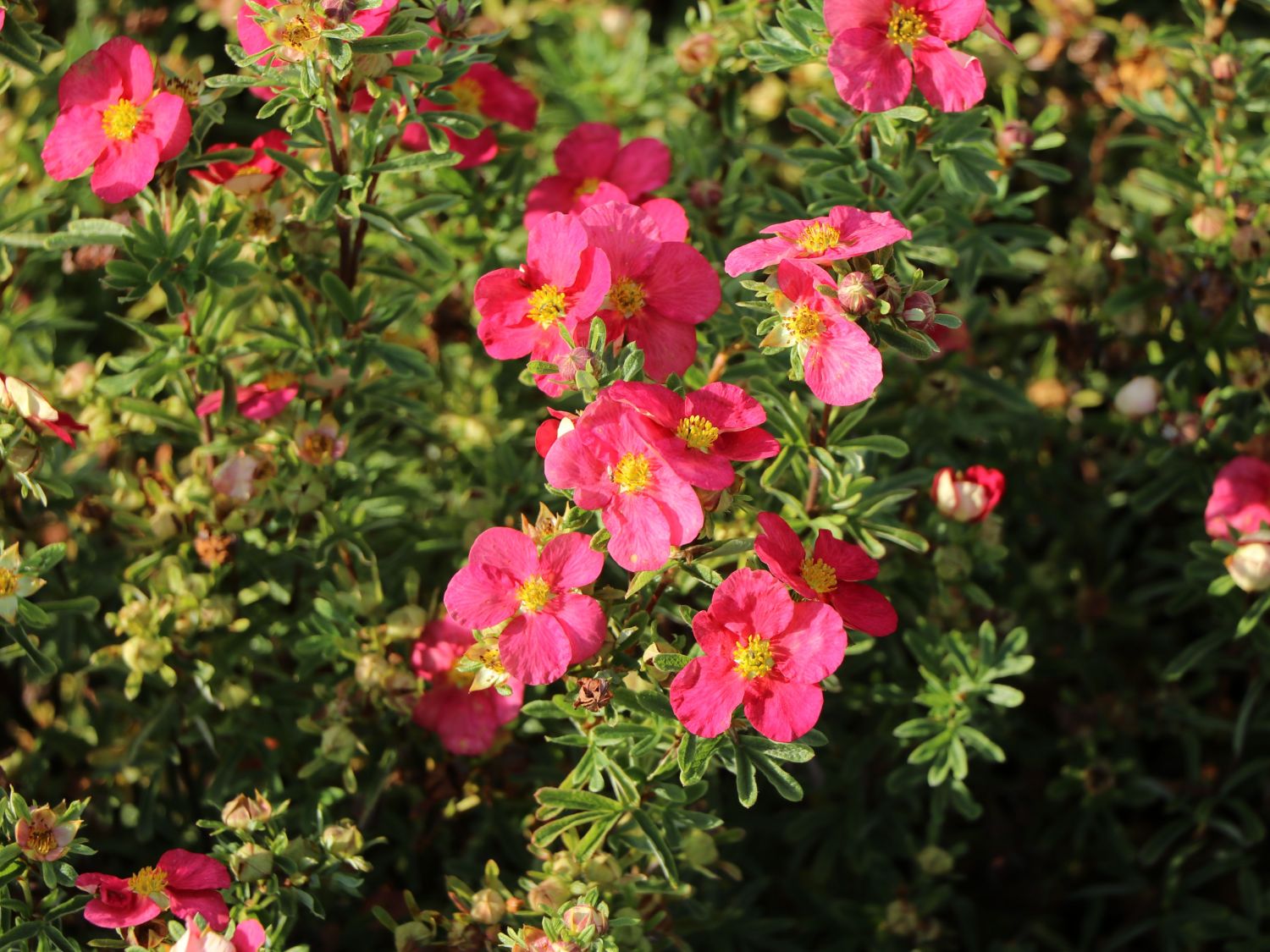Fingerstrauch 'Bellissima' ® - Potentilla fruticosa 'Bellissima' ®