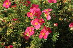 Fingerstrauch 'Bellissima' ® - Potentilla fruticosa 'Bellissima' ®