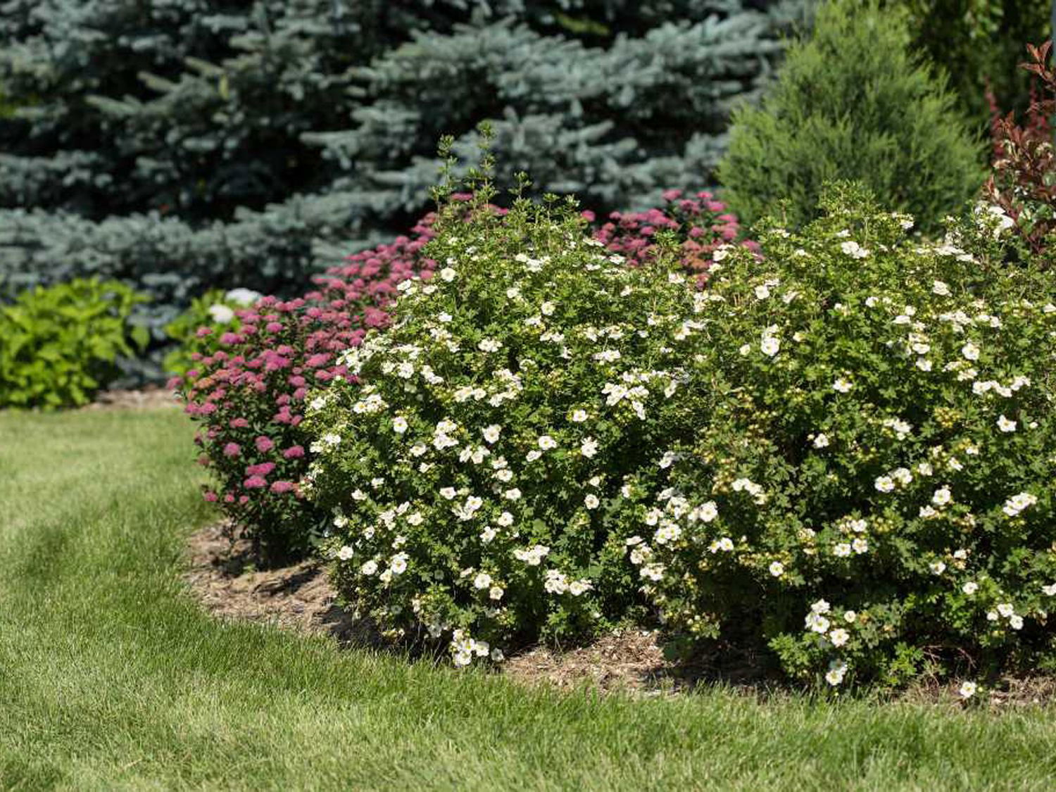 Fingerstrauch FIRST EDITIONS ® 'Crème Brûlée' - Potentilla fruticosa FIRST EDITIONS ® 'Crème Brûlée'