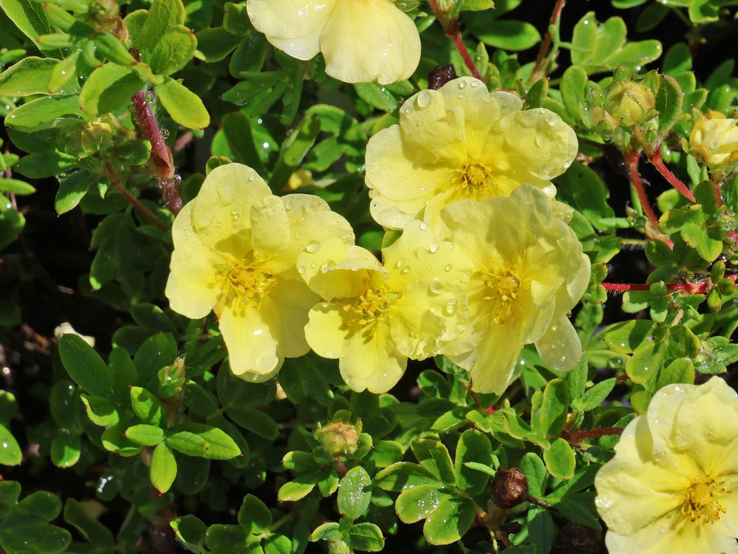 Fingerstrauch FIRST EDITIONS ® 'Lemon Meringue'