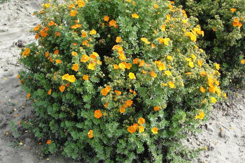 Fingerstrauch FIRST EDITIONS ® 'Mandarin Tango' - Potentilla fruticosa FIRST EDITIONS ® 'Mandarin Tango'